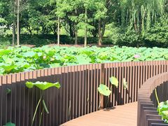 -陈家山荷花公园