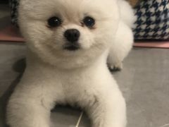 -安安宠医·安宠宠物医院