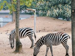 -西霞口神雕山野生动物世界
