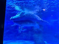 -烟台海昌鲸鲨海洋公园
