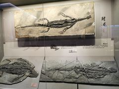 -贵州省地质博物馆