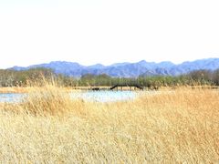 -野鸭湖国家湿地公园