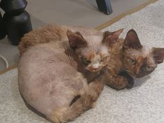 -琪喵猫屋·撸猫猫咖·猫舍