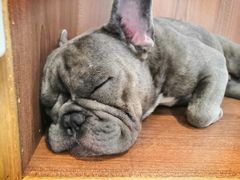 -柯斗斗主题餐厅·狗咖·围炉煮茶·茶饮(国瑞升平里店)