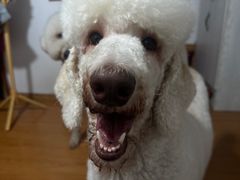 -爱侣宠医·鹦鹉专科·小型哺乳类·异宠专科(灵石路店)