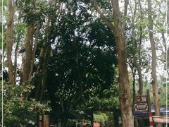 -中国科学院西双版纳热带植物园