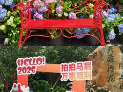 -天适樱花悠乐园