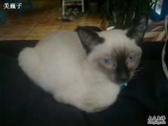 猫-Sirena海妖日咖夜酒