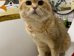 -柴迷FANS CLUB·柴犬狗咖·猫咖