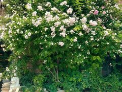 -元大都城垣遗址公园