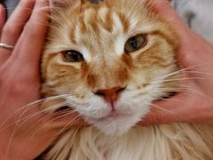 -刘信牛羊肉泡馍小炒(回民街店)