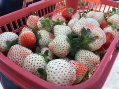 -胜丰草莓采摘园