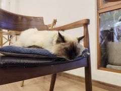 -有猫主题·治愈系猫咖(曾厝垵店)