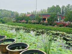 -白洋淀风景区