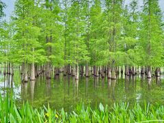 -白鹭湾湿地公园