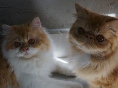 -Heymao猫咖.咖啡厅(东门店)