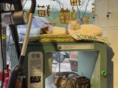 -平行世界·猫咖(首经贸店)