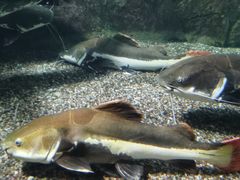 -太平洋海底世界