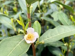 -随意茶庄·地道杭帮农家菜(梅家坞店)