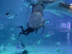 -烟台海昌鲸鲨海洋公园