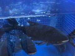 -香山湖渔家大院