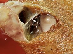 -光明刘冰乳鸽店(光明法政北路店)