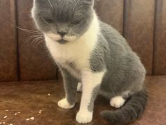 -猫小院猫主题餐厅(三里屯店)