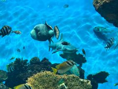 -鹿儿岛水族馆