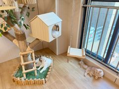 -唐小姐の私宠·宠物洗护美容·撸猫馆·购宠(周浦万达旗舰店)