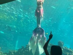 -海棠湾洲际-涛·海底餐厅·美人鱼·自助餐·海底隧道