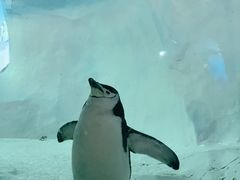 -海合安成都极地海洋公园