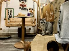 -楼上猫咖(罗湖店)
