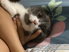 -咕摩柠·手打柠檬茶(金湖店)