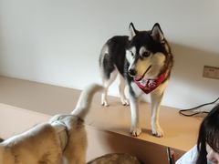 -Husky Go! 哈士奇体验馆·宠物咖啡厅狗咖