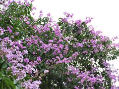 -星海音乐学院(沙河校区)