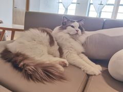 -猫腻·猫咖·撸猫馆(星光大道店)