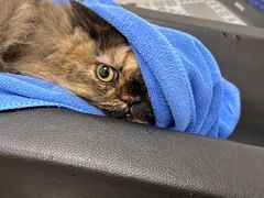 -凯特喵百思猫专科医院