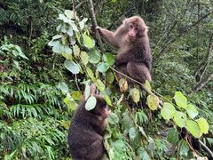 -西岭雪山大飞水景区