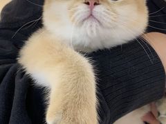 -lincat·猫舍(广州店)