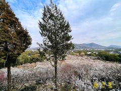 -香雪海