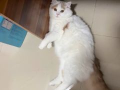 -lincat·猫舍(广州店)