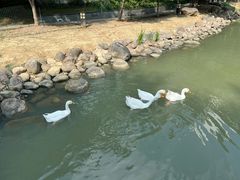 -苏州香山国际大酒店