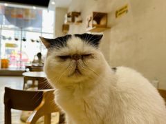 -藏猫猫咖啡主题馆(中央大道店)