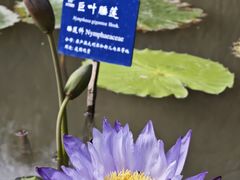 -中国科学院西双版纳热带植物园