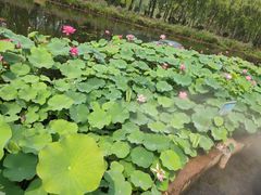 -微山湖红荷湿地景区