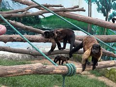 -西霞口神雕山野生动物世界