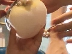 -肆月河豚·新淮扬(金融街店)
