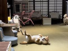 -逗柴咖啡屋·狗咖猫咖宠物桌游