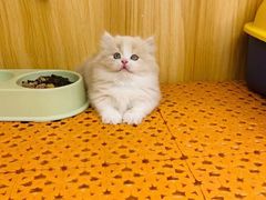 -欣宠猫屋·矮脚拿破仑·蓝金金渐层