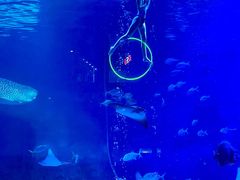 -烟台海昌鲸鲨海洋公园